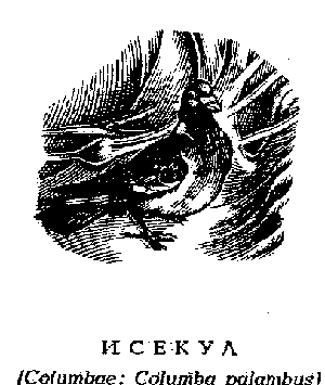 Рисунок 24. Исекул (Columbae: Columba palambus)