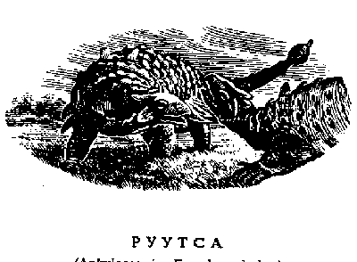 Рисунок 29. Руутса (Ankylosauria: Euoplocephalus)